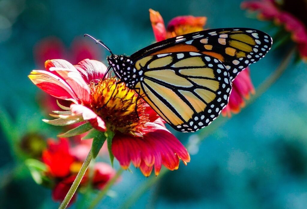 butterfly, flower, macro